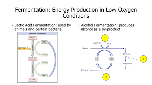 Photosynthesis is the process used by plants, algae and certain bacteria to harness energy from sunlight and these sugars are then used to make glucose or are recycled to initiate the calvin cycle again. Is Gluecose A Product Of Photosynthesis Is Used To Generate Atp Quizlet Energy By Cellular Respiration Ap Biology Portfolio Krebs Cycle Yields A Small Amount Of Atp Nickibailey0