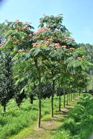 Image result for Albizia