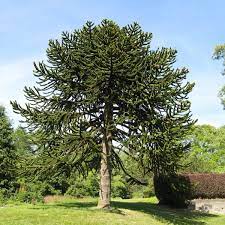 For professional homework help services, assignment essays is the place to be. The Monkey Puzzle Tree An Unusual And Endangered Plant Owlcation