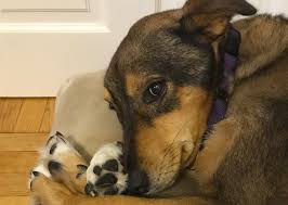You can share your cute dog/puppy/dog products here. The Cute Dog Project Daily Nous