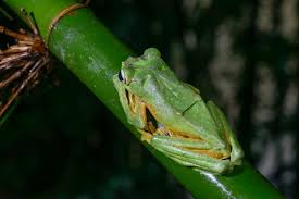 Image result for Rhynchotropis poggei