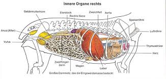 Start studying innere organe bild nr. á… Die Innere Organe Des Hundes Guter Hund De