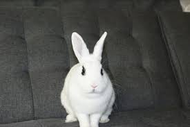 The correct answer is provided below along with 3 that are not. Conejo De Caerbannog Wikipedia La Enciclopedia Libre