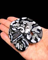 Pin By Lissick On Ball Pythons Pet Snake Cute Reptiles Cute Snake