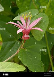 Image result for Passiflora sanguinolenta