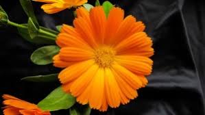 I have always been more of a practical gardener than an idealist. Edible Flowers In The Vegetable Garden Master Gardeners Of Northern Virginia