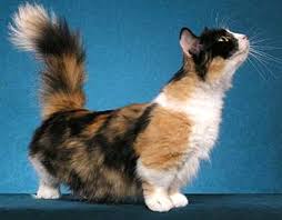 Munchkin Longhair Photo By Helmi Dwarf Cat Munchkin Cat Cats And Kittens