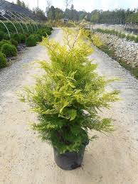 Chamaecyparis pisifera 'vintage gold' sku. Plants Details Adcock S Nursery