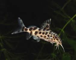 Giant bumblebee catfish sm/md $ 33.48. Synodontis Jaguar Catfish