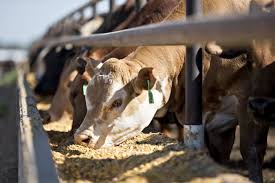 Tyson and JBS Face a New Risk as Screwworm Hits Texas