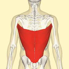 Study flashcards on anatomy of the shoulder and upper arm at cram.com. Shoulders Back Part 1 Shoulder Mechanics On Course