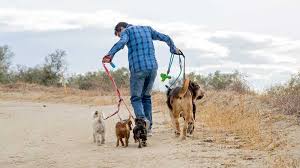 Our specifically designed pet sitting insurance policy has been developed for your pet business and can be tailored to suit your own individual needs. Dog Walking Insurance Quotes From 6 79 Per Month Simply Business Uk