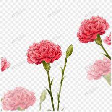 Carnation Carnations Mother S Day Flowers Plants Petals Flowers Carnations Pictures Web App Design Carnations Carnation Flower