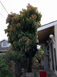 Southern california southern california (socal) is a megaregion, or megapolitan area, in the southern area of the u.s. Growing Fruit Trees In Southern California Greg Alder S Yard Posts Southern California Food Gardening