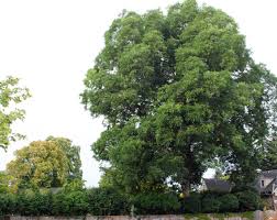 Image result for Carya illinoinensis