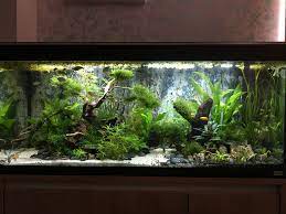 We have micro, mini, dwarf and standard types for many types of aquarium plants which enable aquascapers to buy exactly what they need for their aquarium tank to achieve the. Most Beautiful Freshwater Tanks All Time