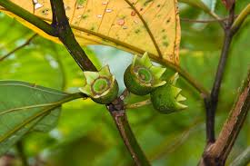 Image result for Bellucia