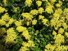 Image result for Senecio tamoides