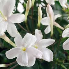 Image result for Jasminum schimperi