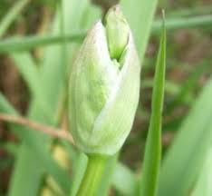 Image result for Nothoscordum borbonicum