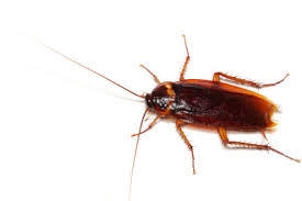 Bei kleinen braunen käfern im schlafzimmer handelt es sich häufig um teppichkäfer. Ungeziefer Identifizieren So Geht S