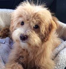 Check spelling or type a new query. Pooton Puppy Breeder Pooton Puppies For Sale Petite Joie Puppies