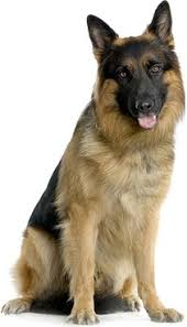 German Shepherd Dog Free Stock Photos Download 1 307 Free Stock Photos For Commercial Use Format Hd High Resolution Jpg Images • updated 3 years ago (version 1). german shepherd dog free stock photos
