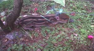 Analisis secara molekuler untuk menghilangkan keraguan bagi semua pihak dalam. Waduh Anak Babi Nyelonong Ke Pelabuhan Okezone News