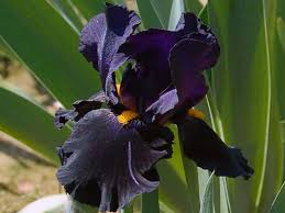 Of the large and varied family of irises cultivated today the bearded iris of the germanica type is the one most. Iris Growing Care And Planting Varieties Bearded Irises