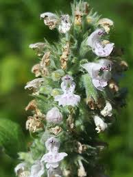 Image result for Plectranthus mandalensis