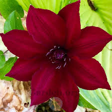 Check spelling or type a new query. Clematis Nubia In The Clematis Database Garden Org