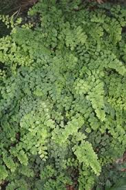 Image result for Cheilanthes quadripinnata