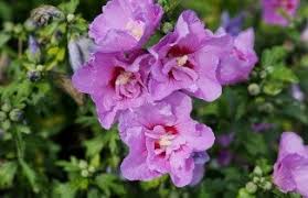 Image result for Hibiscus syriacus Violet Clair Double