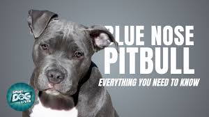Blue nose pitbull, blue nose pitbull puppies for sale. Blue Nose Pitbull Dogs 101 Blue Nose Pitbull Puppies To Adults Youtube