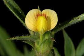 Image result for Stylosanthes fruticosa