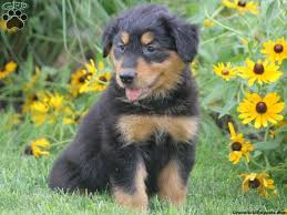 Mother is mixed with aussie with 12.5% pyrenees in her. Rollins Greenfield Puppies Honden Katten