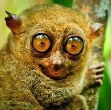 The tarsier is arboreal, meaning they spend their entire life in trees. Protect Our Endangered Species Tarsier Tarsiers Are The Species Endemic Only In The Indonesia Borneo And Philippines Particularly In The Islands Of Bohol Samar Leyte And Mindanao Tarsiers Are Endangered Or Threatened
