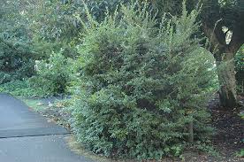 Huckleberry is a name used in north america for several plants in the family ericaceae, in two closely related genera: Vaccinium Ovatum Landscape Plants Oregon State University