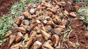 حماة: بدء توزيع بذار الشوندر السكري على المصارف الزراعية