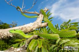 Image result for Micrococca capensis