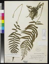 Image result for Christella gueinziana