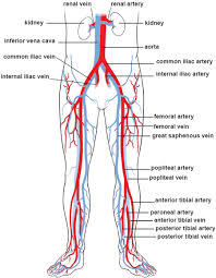 It helps dilate the blood vessels and thus promoting blood flow. Blood Circulation Socks Improve Leg Circulation Now With Photos