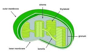 We did not find results for: What Are The Functions Of The Chloroplasts Quora