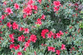 Save on ftd® same day delivery available. Green Bush With Red Flowers Stock Photo Picture And Royalty Free Image Image 94734501