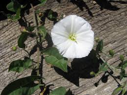 Image result for Convolvulus arvensis