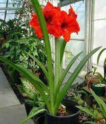 Amaryllis Common Name Amaryllis Botanical Name Hippeastrum Spp Amaryllis Spp Hip Ee As Trum Garden Bulbs Amaryllis Flowers