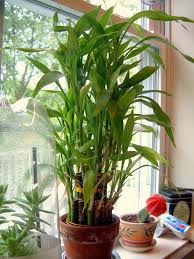 Other care requirements vary slightly depending on whether you grow lucky if you put your lucky bamboo directly in sunlight, you'll likely notice scorched leaves with brown edges. Lucky Bamboo Care Growing Dracaena Sanderiana Epic Gardening
