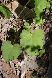 Image result for heuchera americana