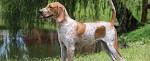 UKC Forums - Coonhound Classifieds