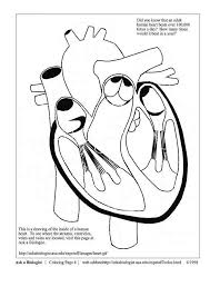 Select from 35919 printable crafts of cartoons, nature, animals, bible and many more. Free Collection Of Human Heart Coloring Page Coloring Pages Coloring Pages Library